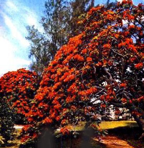 This is the flame tree (also called flamboyan or royal poinciana).
